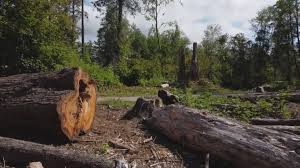 Best Tree Cabling and Bracing  in Atoka, TN