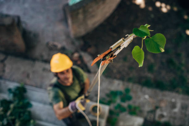 Reliable Atoka, TN Tree Removal Solutions