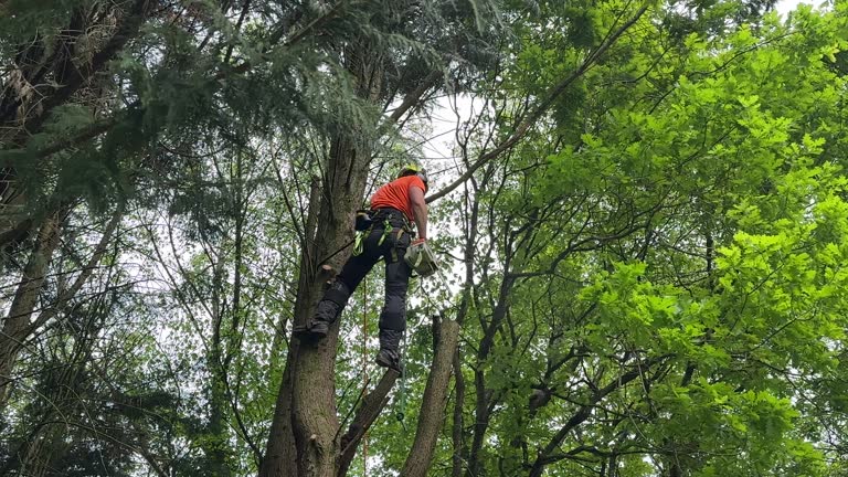 Best Tree Health Inspection  in Atoka, TN