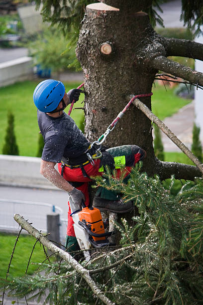 Best Tree Maintenance Programs  in Atoka, TN